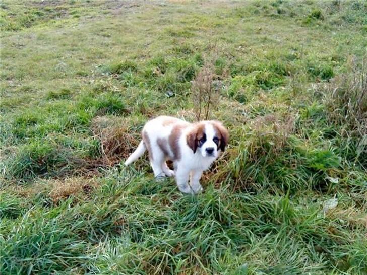 Sankt bernhardshund Sandy - så i hvor musen smuttet hen billede 7