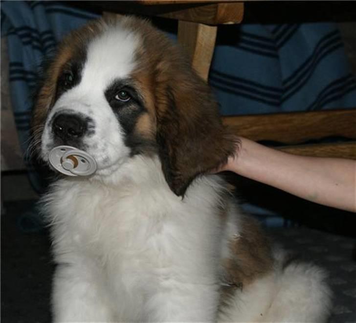 Sankt bernhardshund Sandy - min dejlige sut billede 11