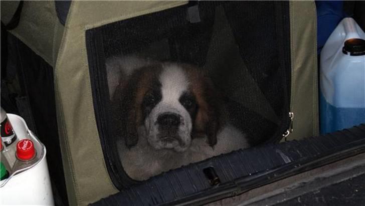 Sankt bernhardshund Sandy - hvorfor putter i mig her ind det er da ikke så sjovt billede 12