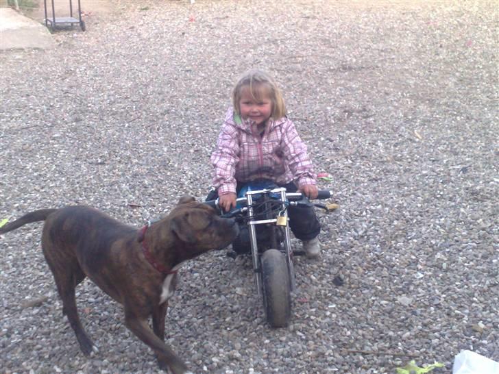 Amerikansk bulldog Topps Magic Mette - det er min biker ven billede 15