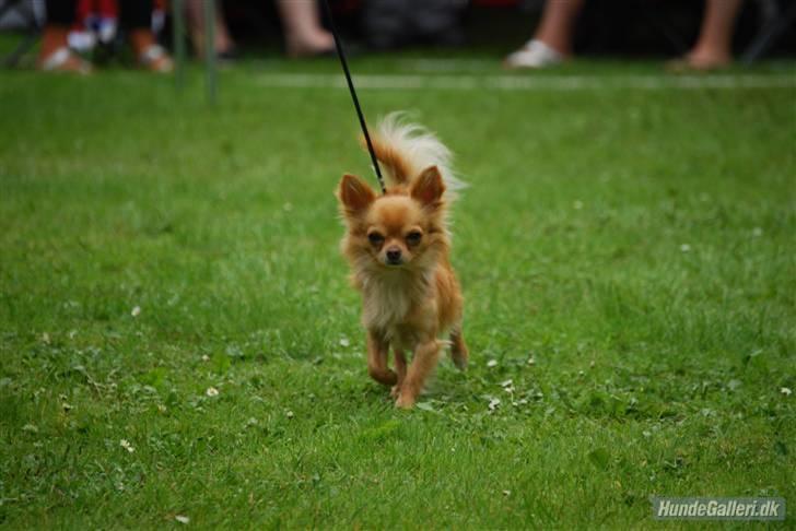 Chihuahua DKCH KLBCH Vuffelivov Saxo - Taget af gitte R på udsilling da han fik cert! :D billede 1