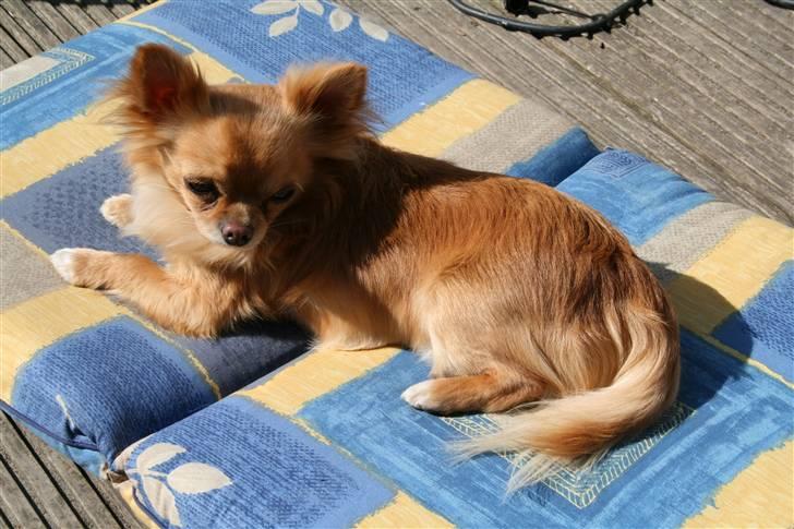 Chihuahua DKCH KLBCH Vuffelivov Saxo - Saxo soler sig. billede 2