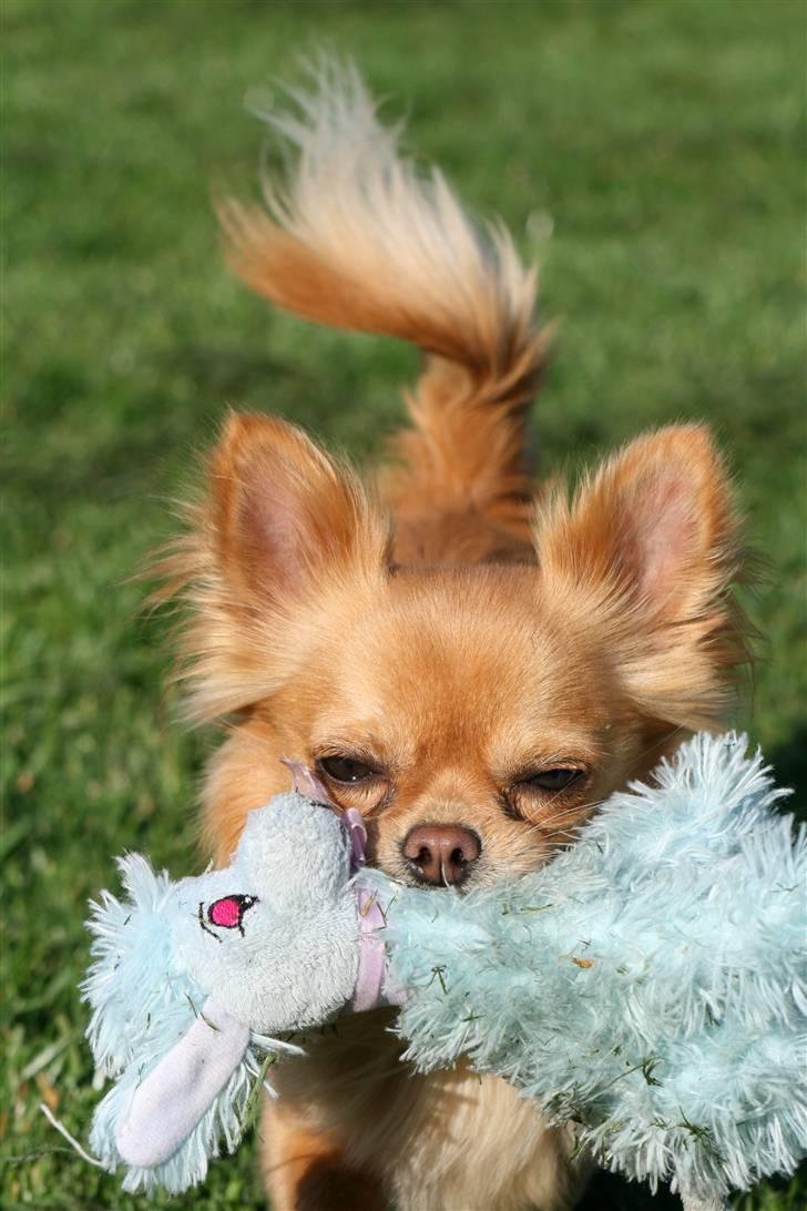 Chihuahua DKCH KLBCH Vuffelivov Saxo - Saxo og bamsen. billede 3