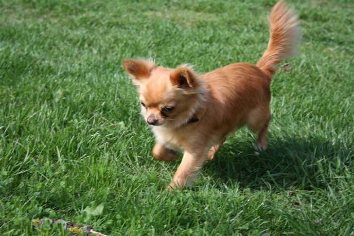 Chihuahua DKCH KLBCH Vuffelivov Saxo - Saxo i løb. billede 4