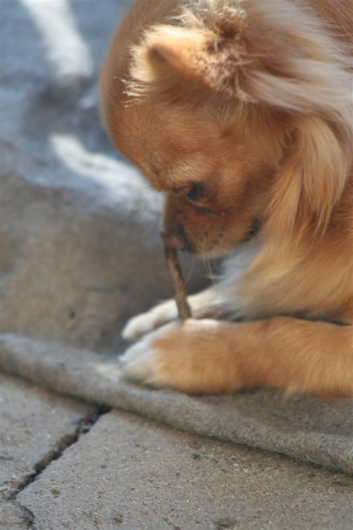 Chihuahua DKCH KLBCH Vuffelivov Saxo - Saxo spiser en pind. billede 5