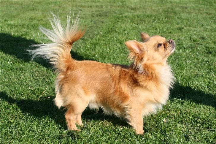 Chihuahua DKCH KLBCH Vuffelivov Saxo - Saxo står flot. billede 6