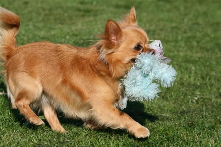 Chihuahua DKCH KLBCH Vuffelivov Saxo - Saxo og en bamse. billede 7