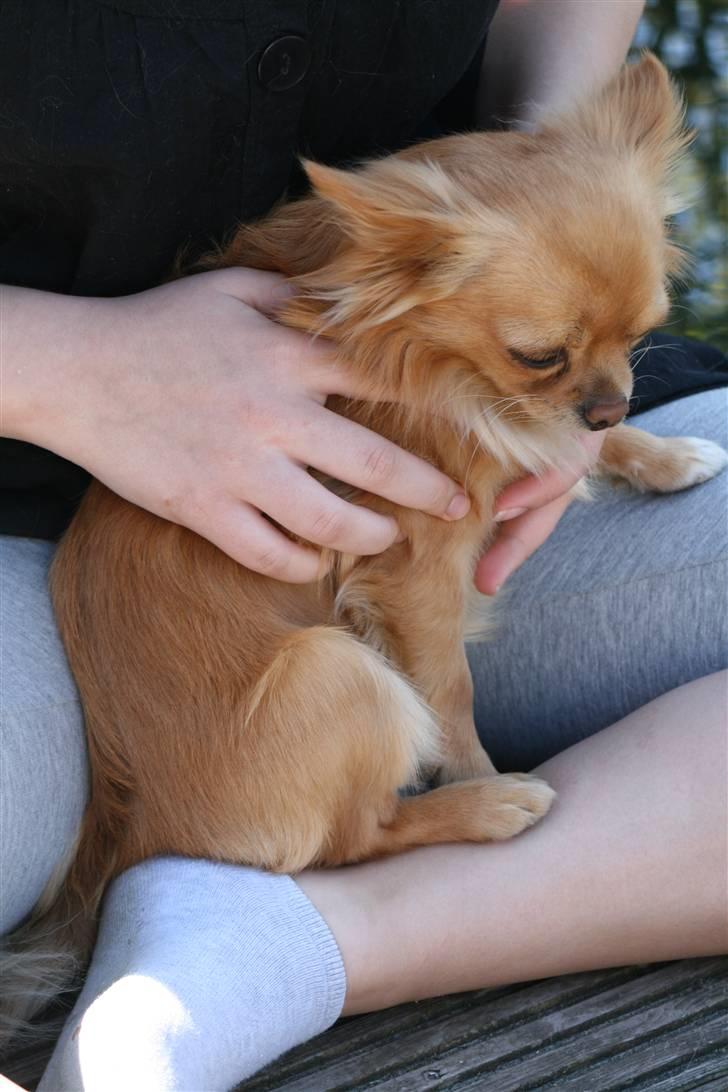 Chihuahua DKCH KLBCH Vuffelivov Saxo - Saxo sidder og hygger med Patricia. billede 8