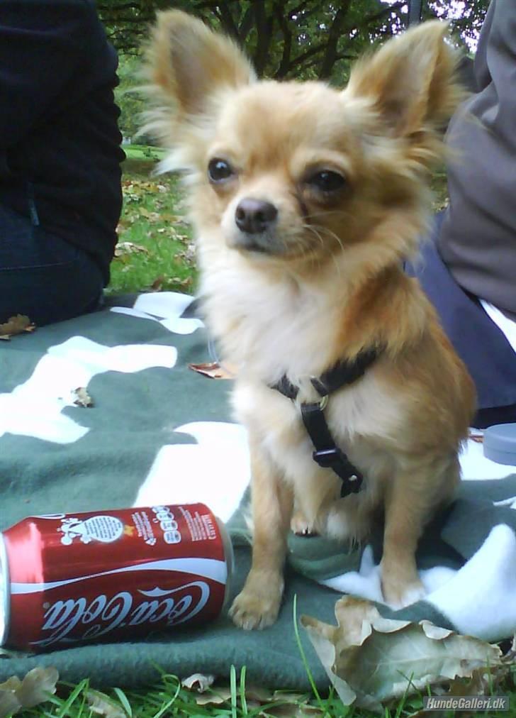 Chihuahua DKCH KLBCH Vuffelivov Saxo - Saxo dengang vi passede ham. billede 9