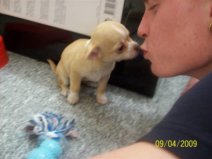 Chihuahua Sille - Møsser far :) billede 11