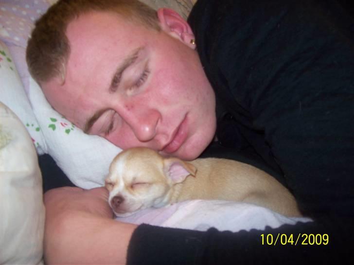 Chihuahua Sille - Ligger og sover med far <3 billede 12