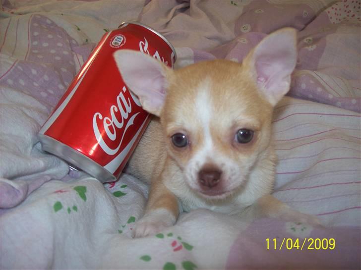 Chihuahua Sille - En coladåse, kan være en god puttekammerat :) billede 13