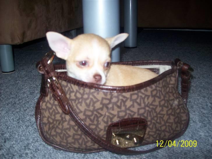 Chihuahua Sille - Dejlig trygt i mors taske :) billede 14