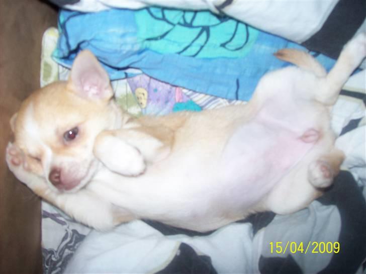 Chihuahua Sille - Bøøøøh!! billede 15