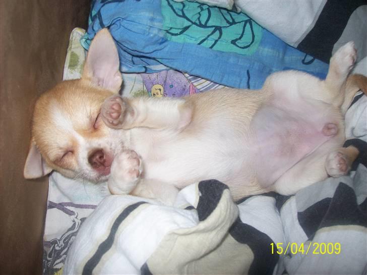 Chihuahua Sille - Titte Titte.... billede 16