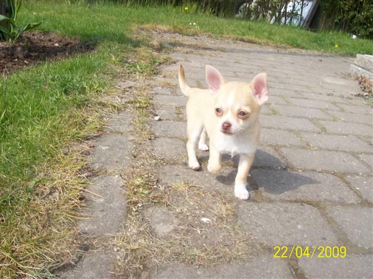 Chihuahua Sille billede 18