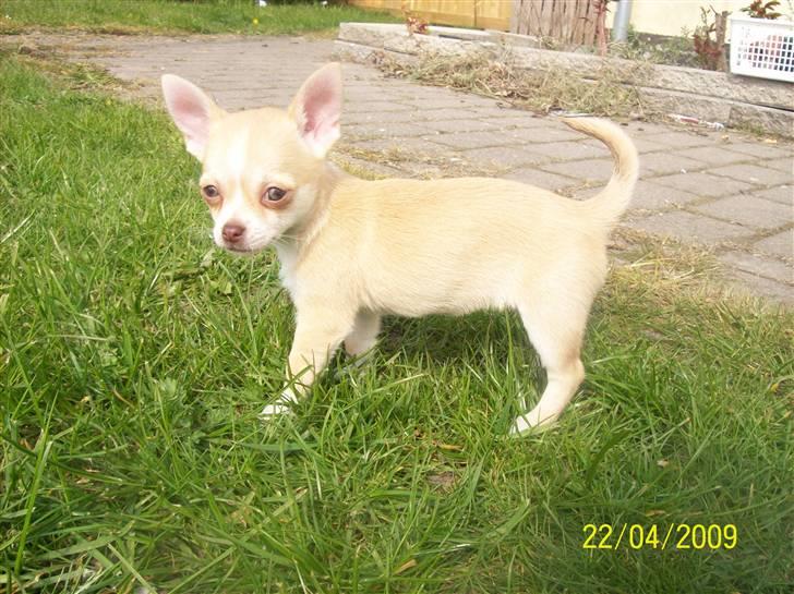 Chihuahua Sille - Ude i det gode vejr :) billede 19