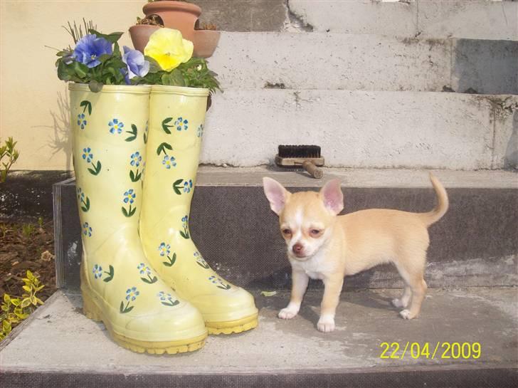 Chihuahua Sille - Man er vel lille :) billede 20