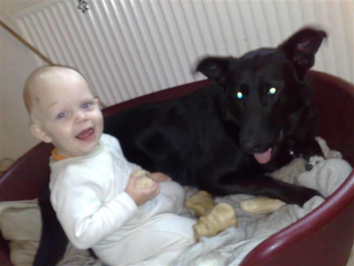 Blanding af racer Stella billede 12