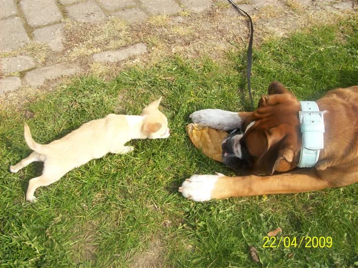 Boxer Thilo - Då får ikke mit griseøre Sille.. billede 14