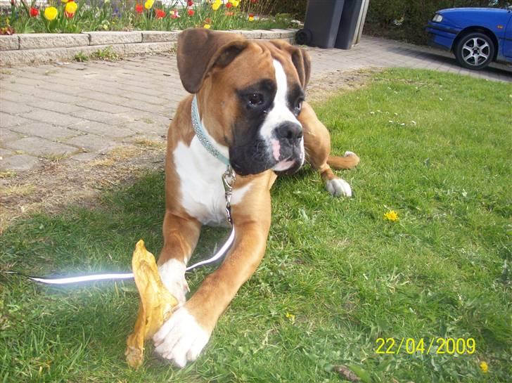 Boxer Thilo - Nyder livet :) billede 15