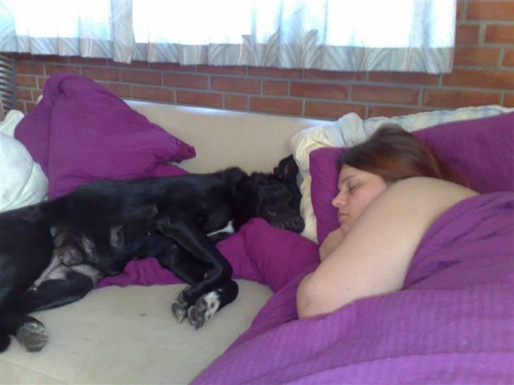 Blanding af racer Stella billede 13