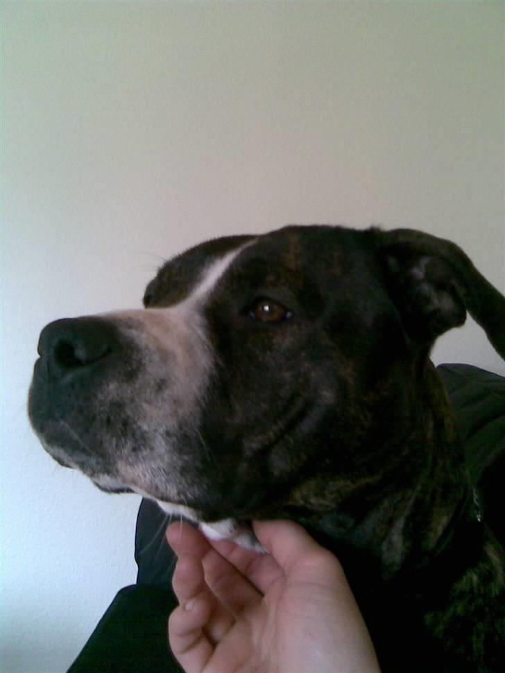 Blanding af racer Gucci billede 1