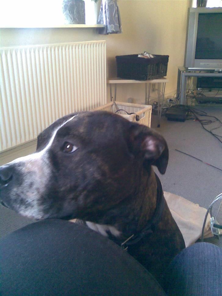 Blanding af racer Gucci billede 2