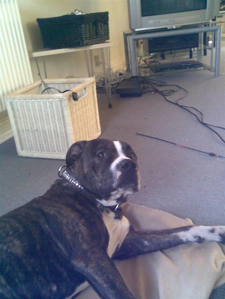 Blanding af racer Gucci billede 3