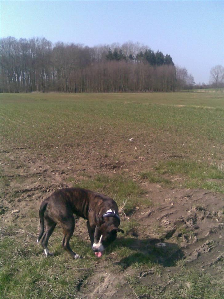 Blanding af racer Gucci billede 4