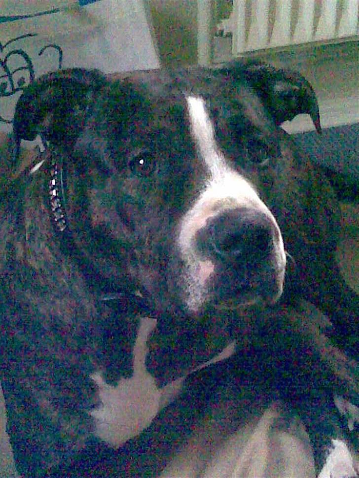 Blanding af racer Gucci billede 5