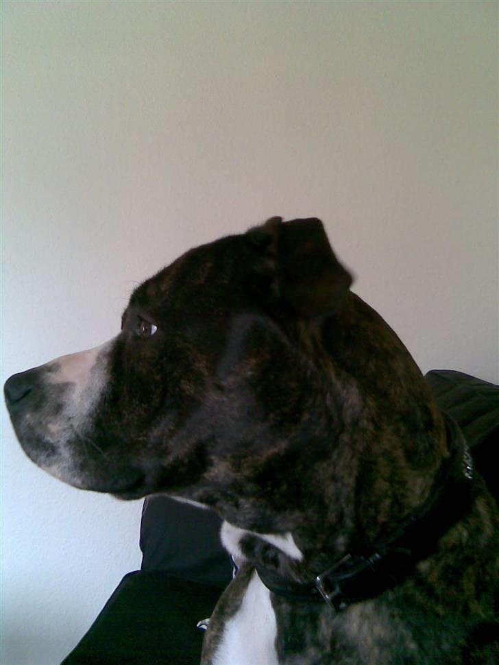 Blanding af racer Gucci billede 6