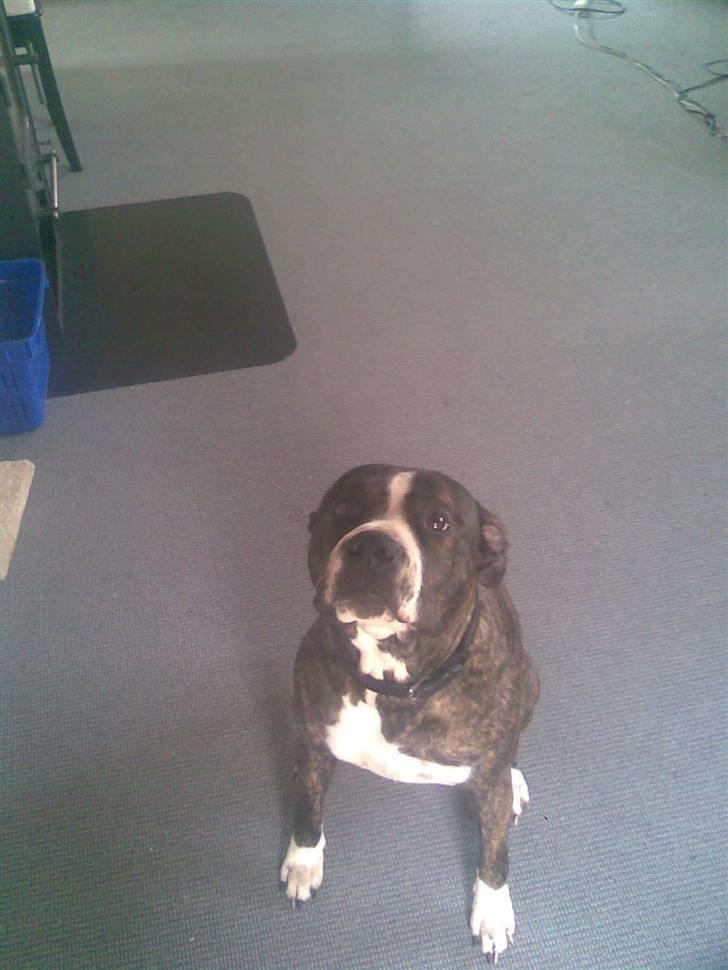 Blanding af racer Gucci billede 7