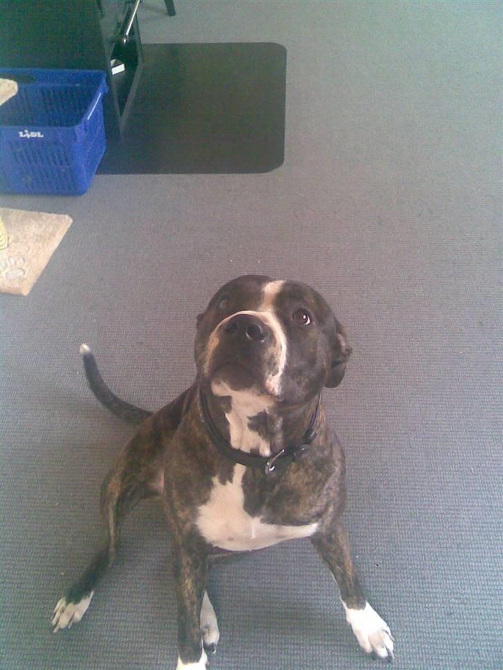 Blanding af racer Gucci billede 8