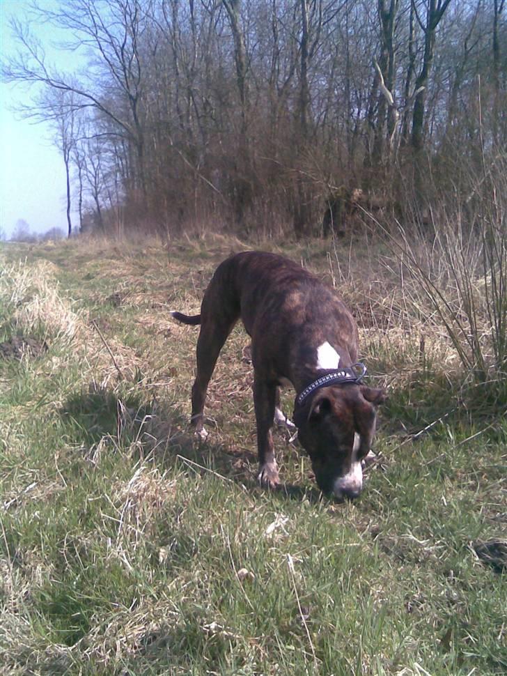 Blanding af racer Gucci billede 10