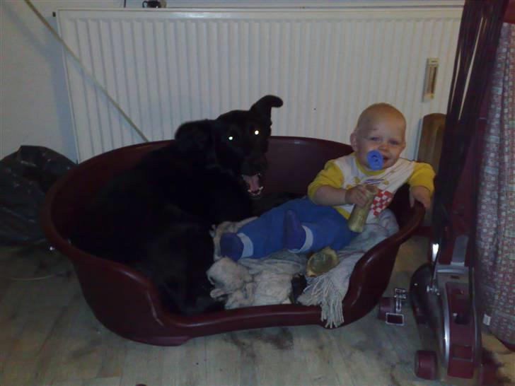 Blanding af racer Stella billede 14