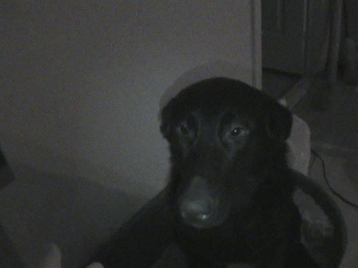 Blanding af racer Stella billede 15