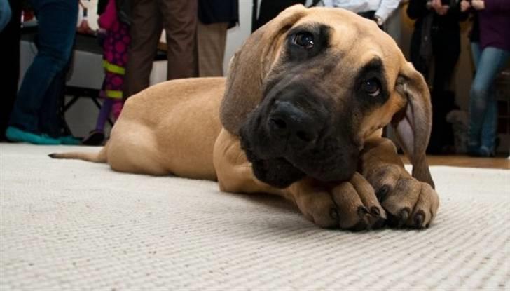 Grand danois Freya - 14 uger billede 1