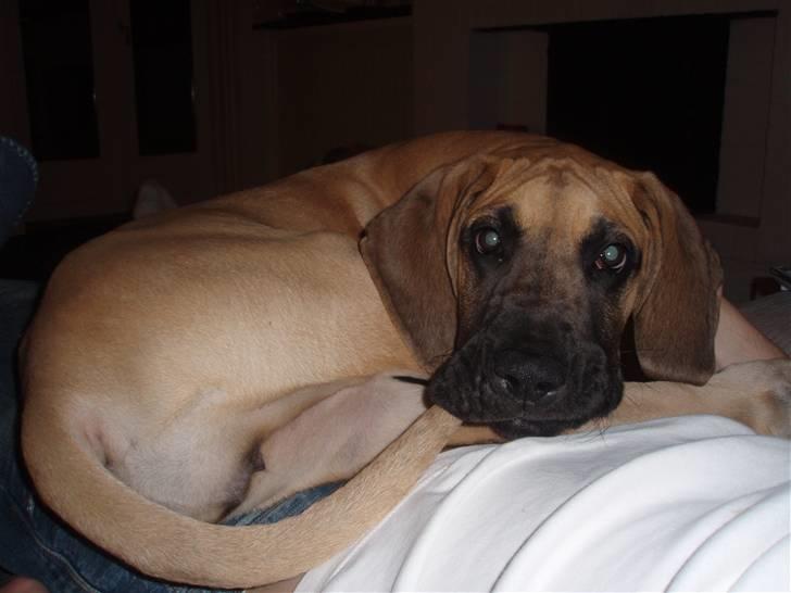 Grand danois Freya - Frækkert der tygger i sin hale!! billede 3