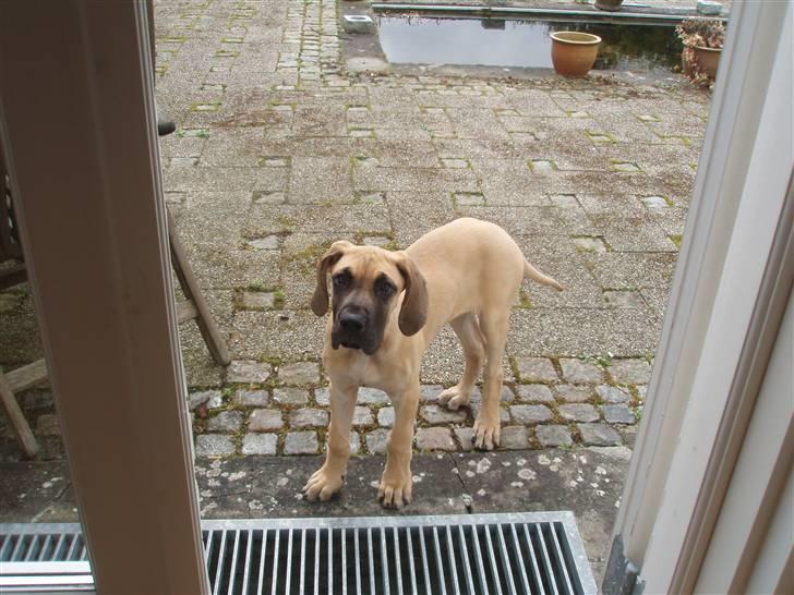 Grand danois Freya - 4 mdr. billede 4