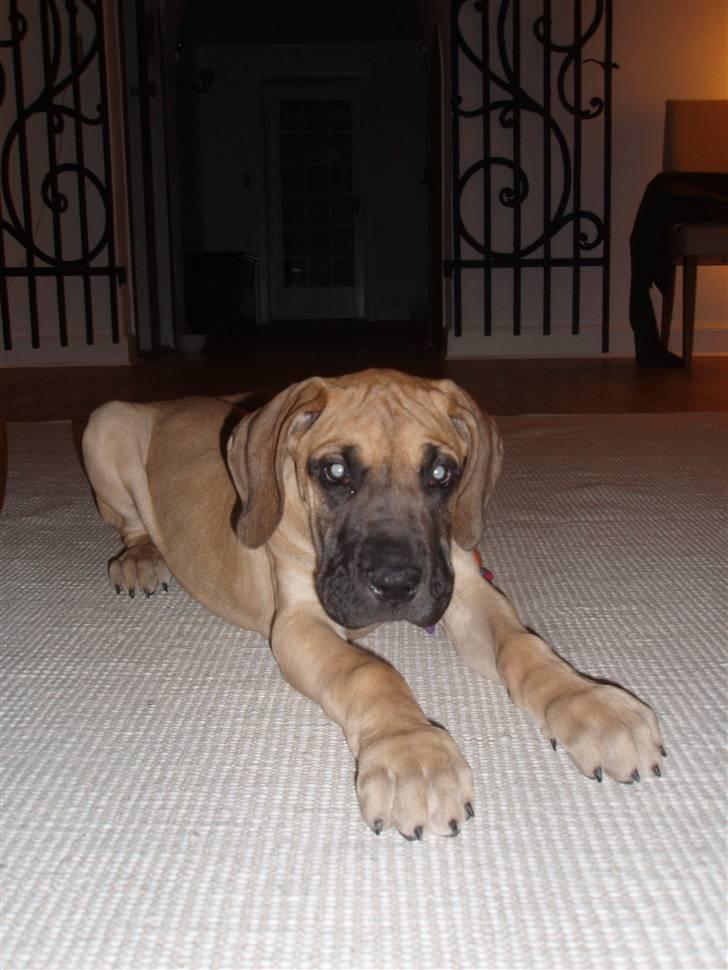 Grand danois Freya - Første aften i sit nye hjem billede 5