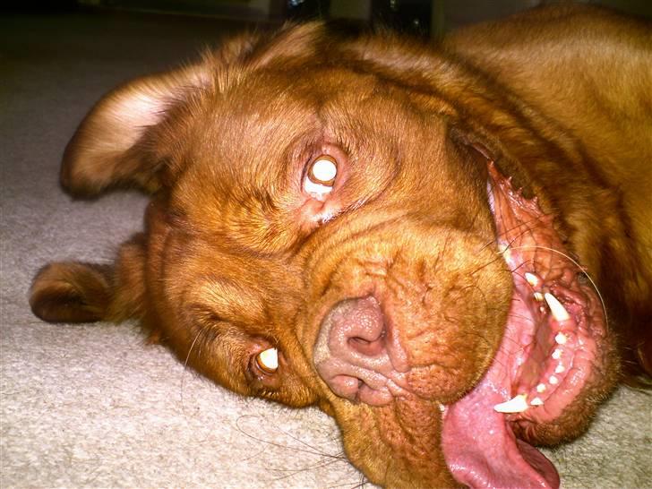 Dogue de bordeaux Tyzon billede 14