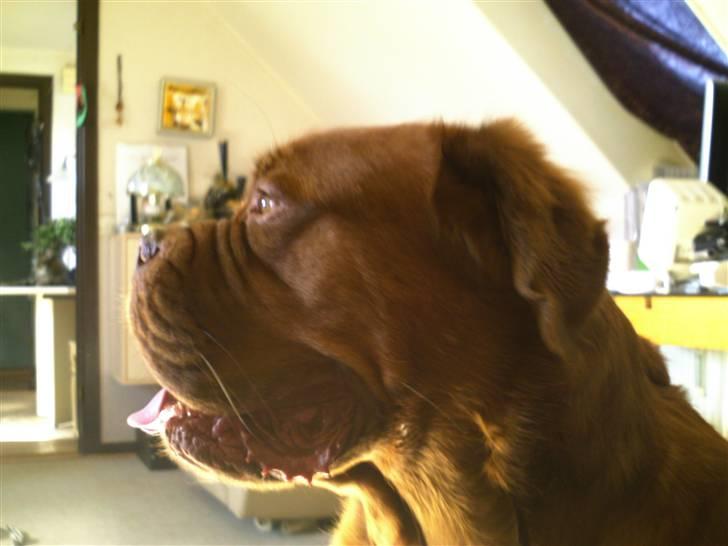 Dogue de bordeaux Tyzon billede 15