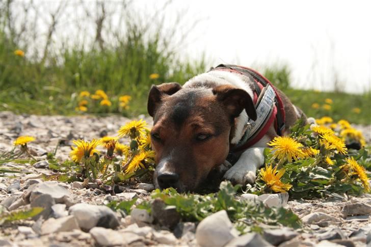 Jack russell terrier Fanta <3 billede 14