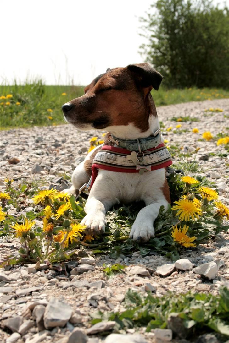 Jack russell terrier Fanta <3 billede 15