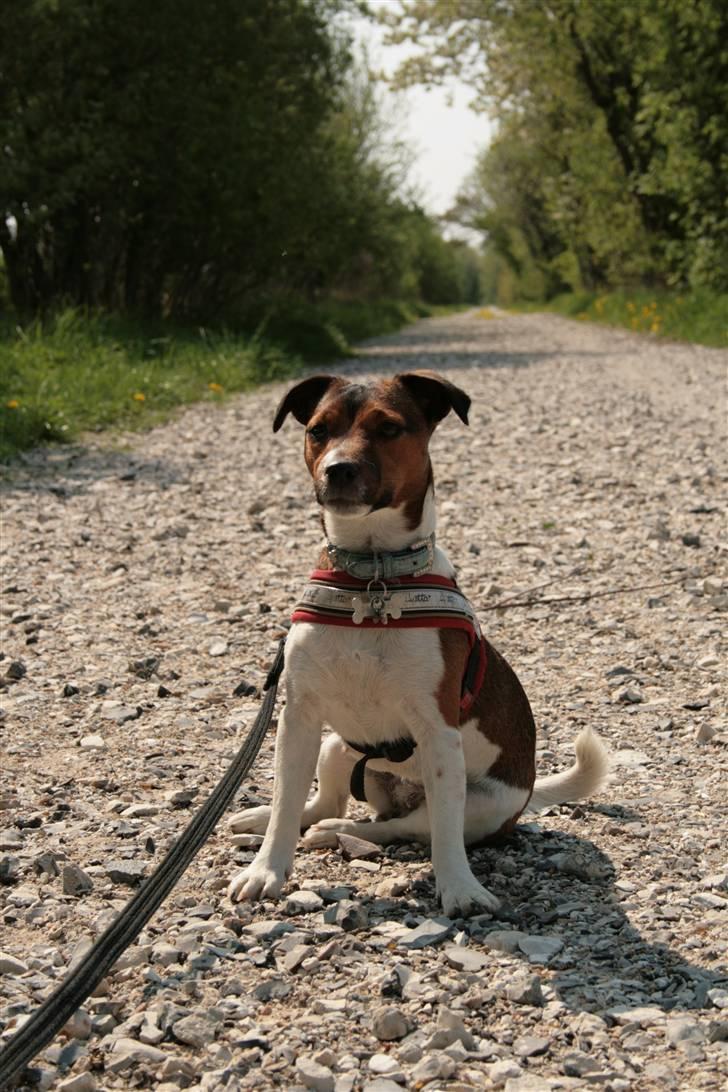 Jack russell terrier Fanta <3 billede 16