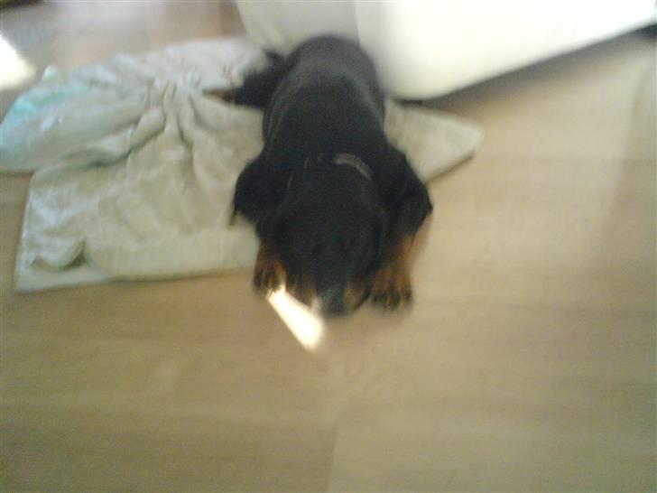 Rottweiler Tascha billede 3
