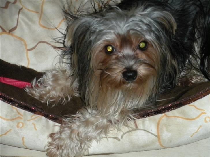 Yorkshire terrier pearly billede 1