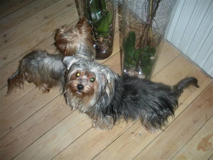 Yorkshire terrier pearly billede 2