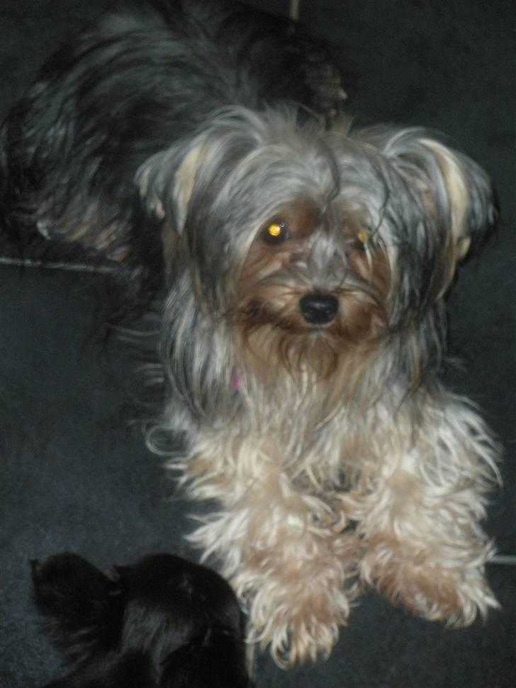 Yorkshire terrier pearly billede 5